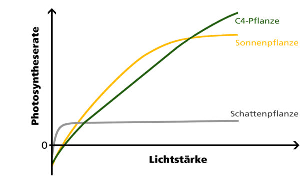 Grundlagen der Pflanzenbeleuchtung
