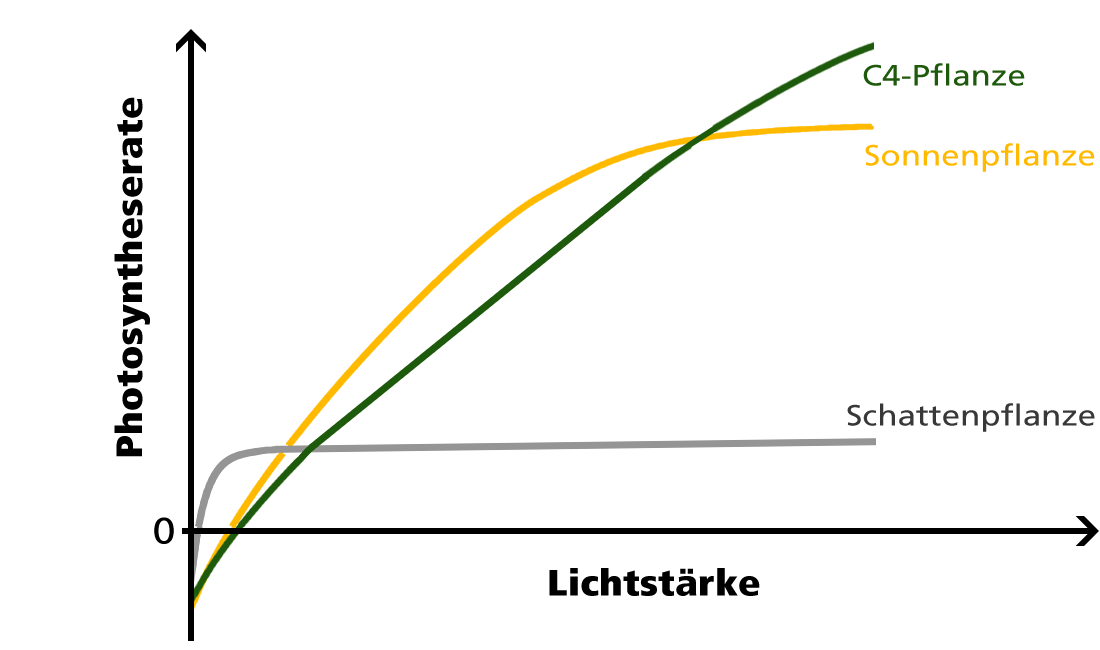 Lichtsättigungspunkt (LSP) bei C4- Sonnen- und Schattenpflanzen