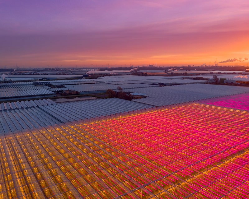 Professionelle LED Gewächshausbeleuchtung