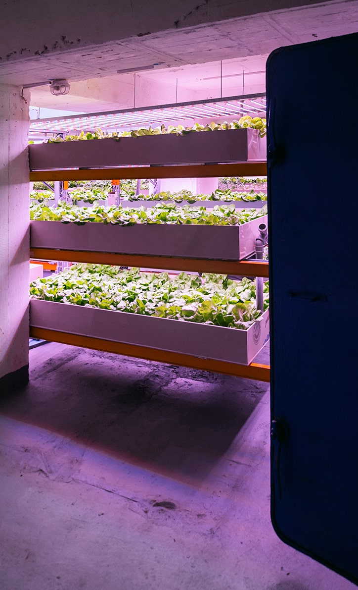 Underground Urban Farming in einem alten Bunker