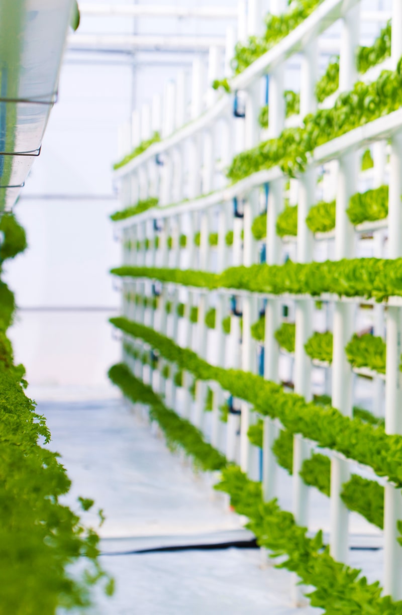 Beispiel von Vertical Farming