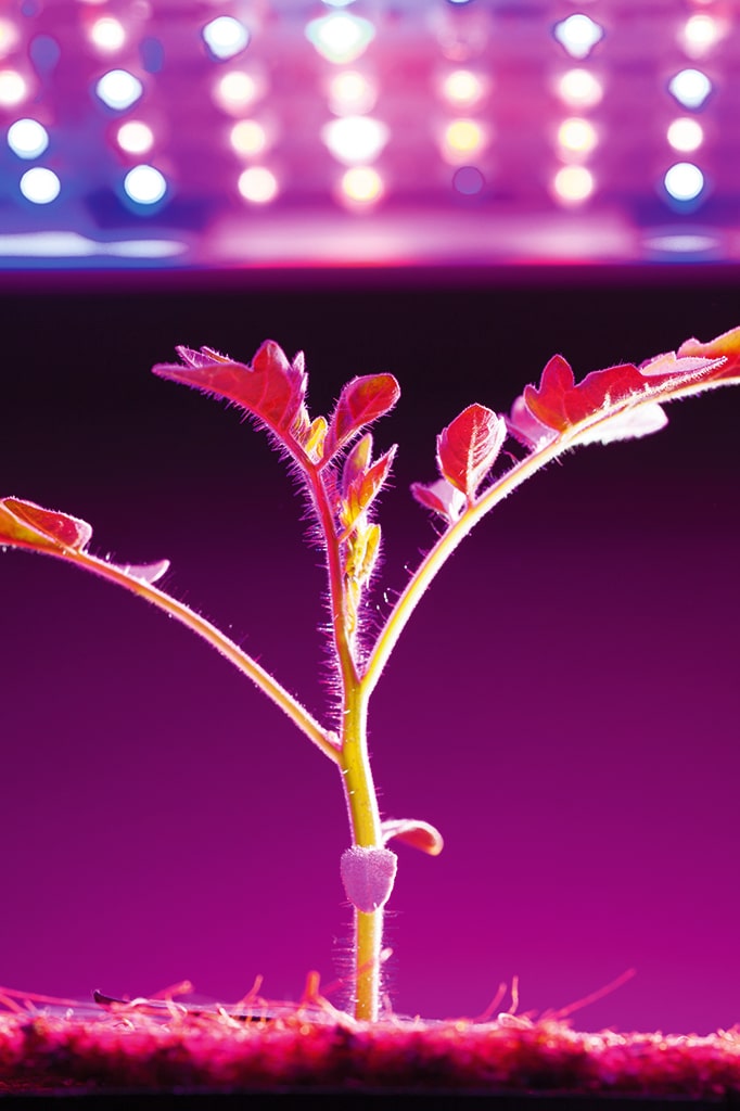 Indoor-Farming mit LEDs